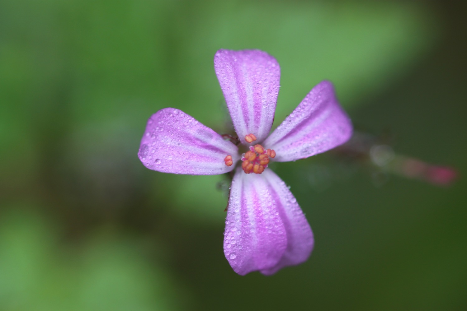 wildflowers 5.jpg