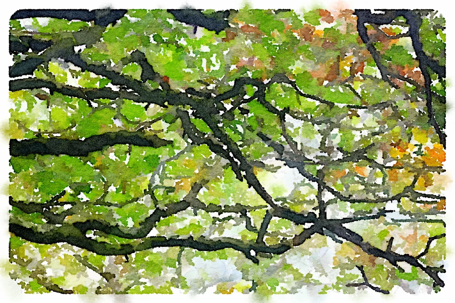 woods