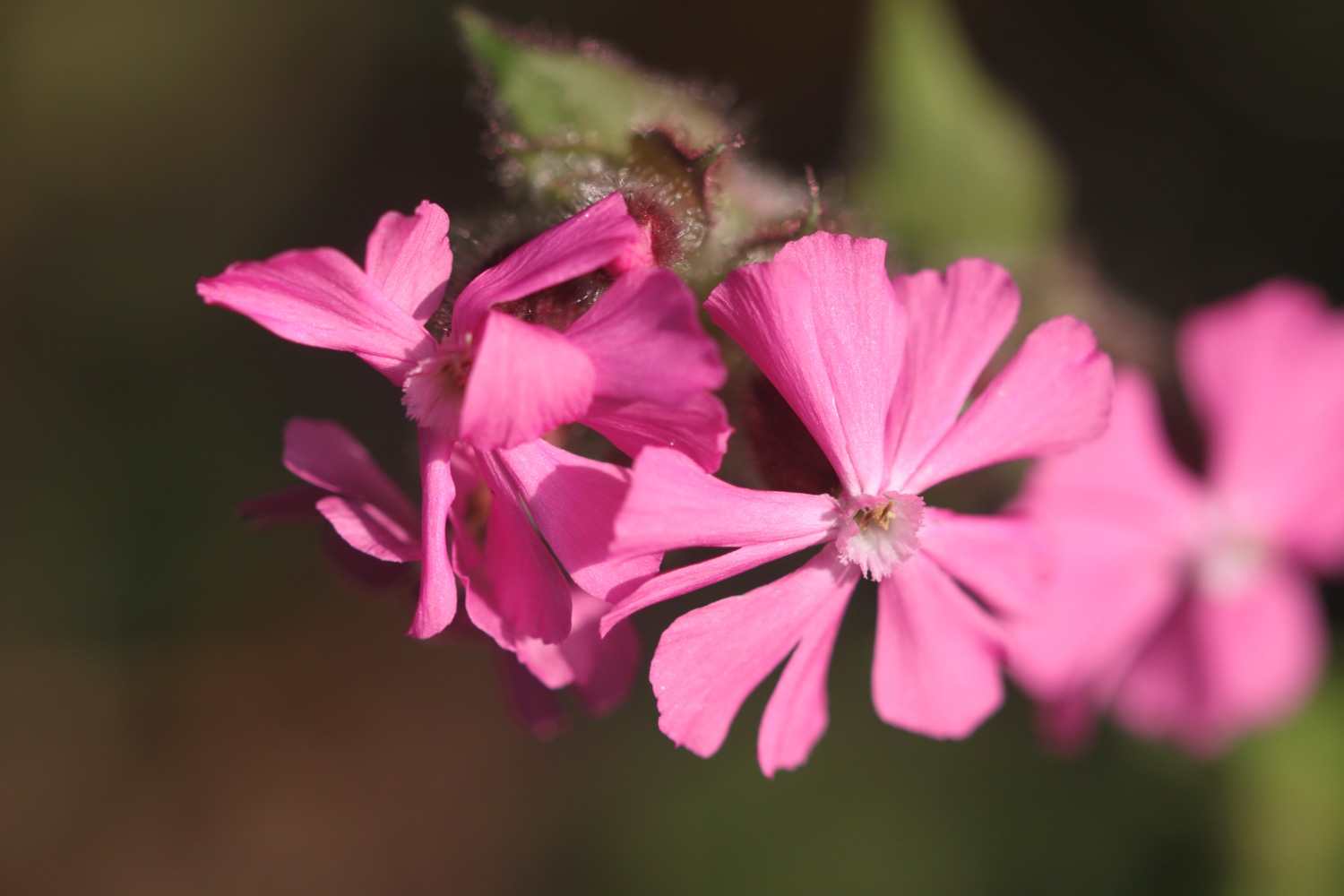 wildflowers 3.jpg