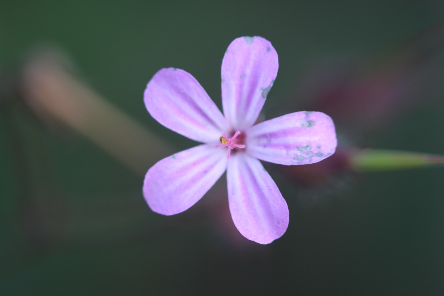 wildflowers 7.jpg