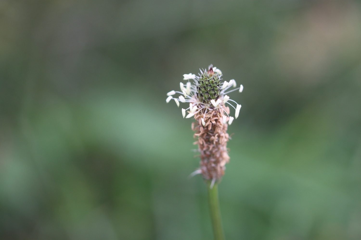 wildflowers 7.jpg