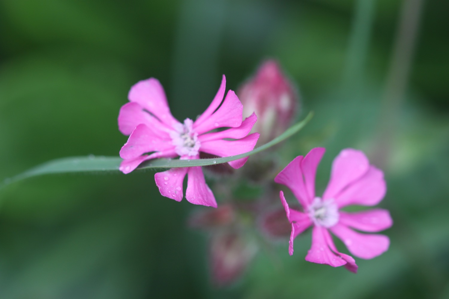 wildflowers 8.jpg