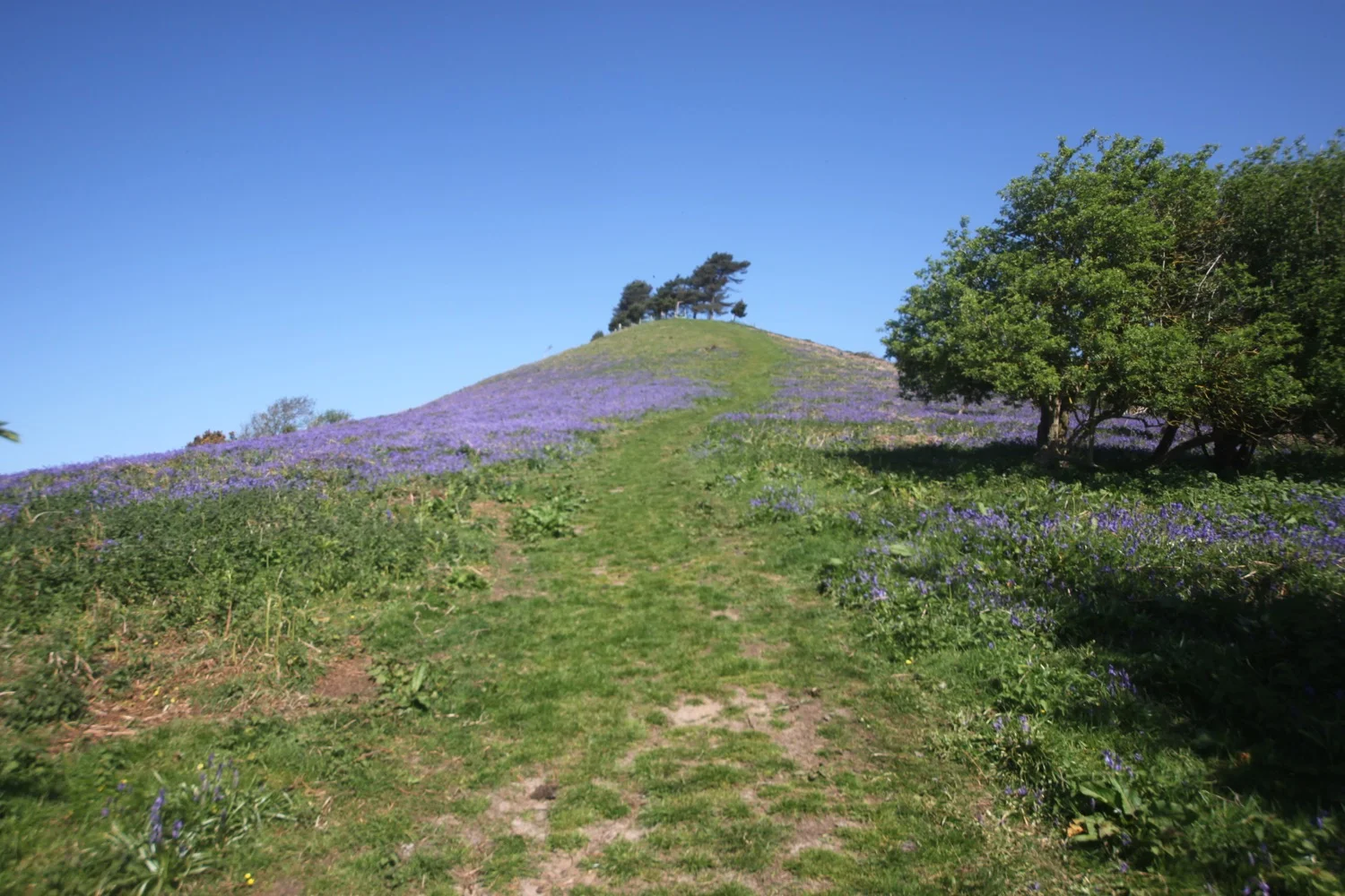 bluebells on colmer's hill