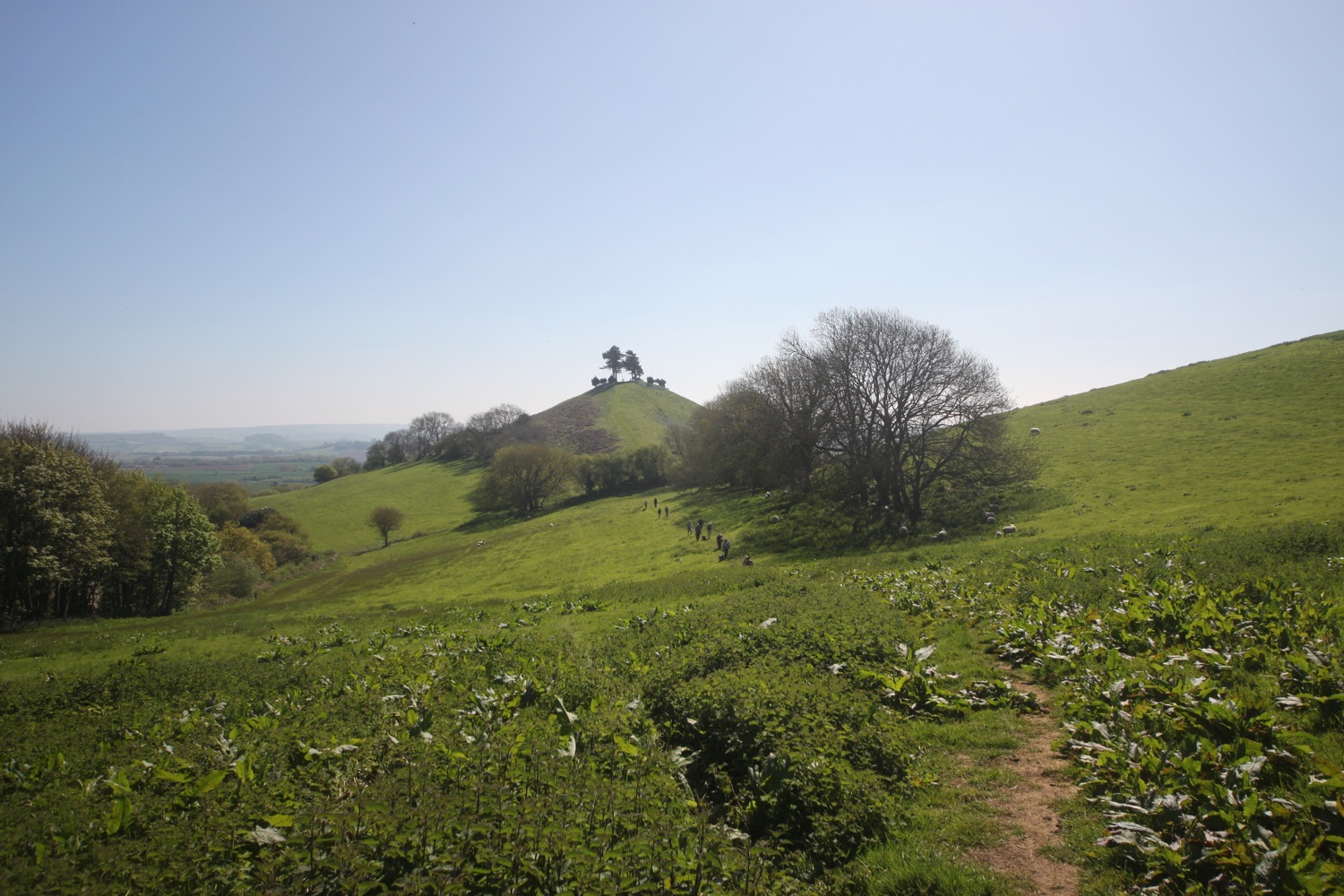 colmers hill 6.jpg