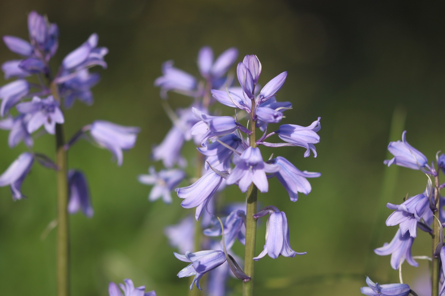 wildflowers 4.jpg