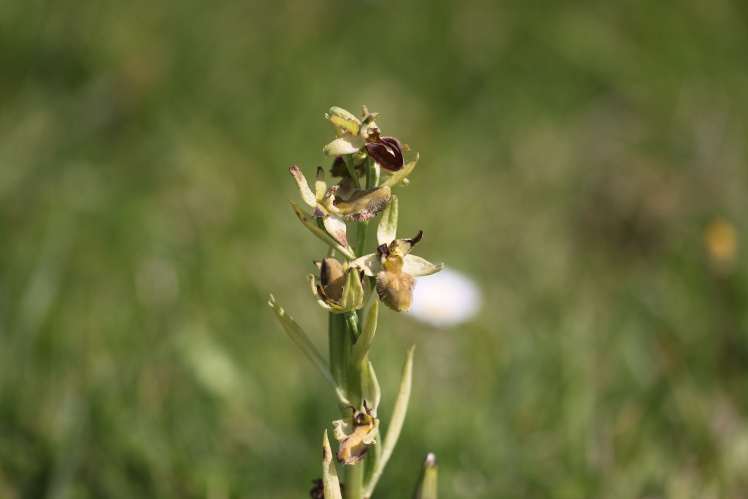 early spider orchids 2.jpg