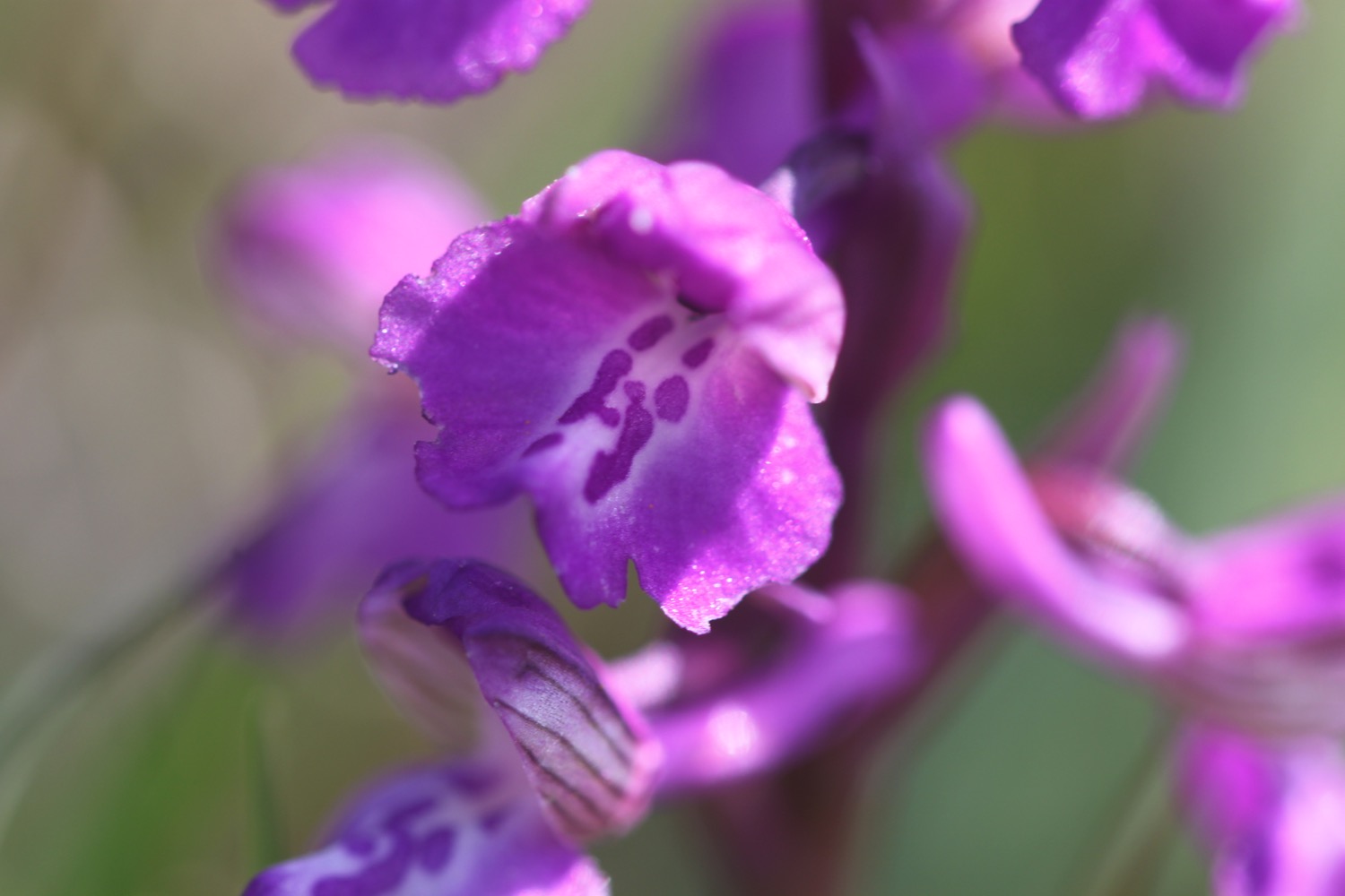 green-winged orchids 2.jpg