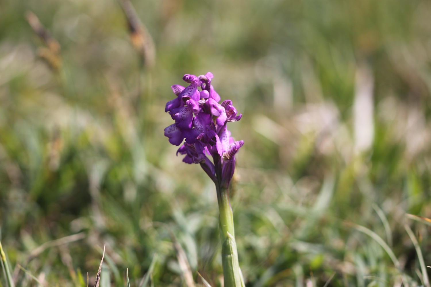 green-winged orchids 3.jpg