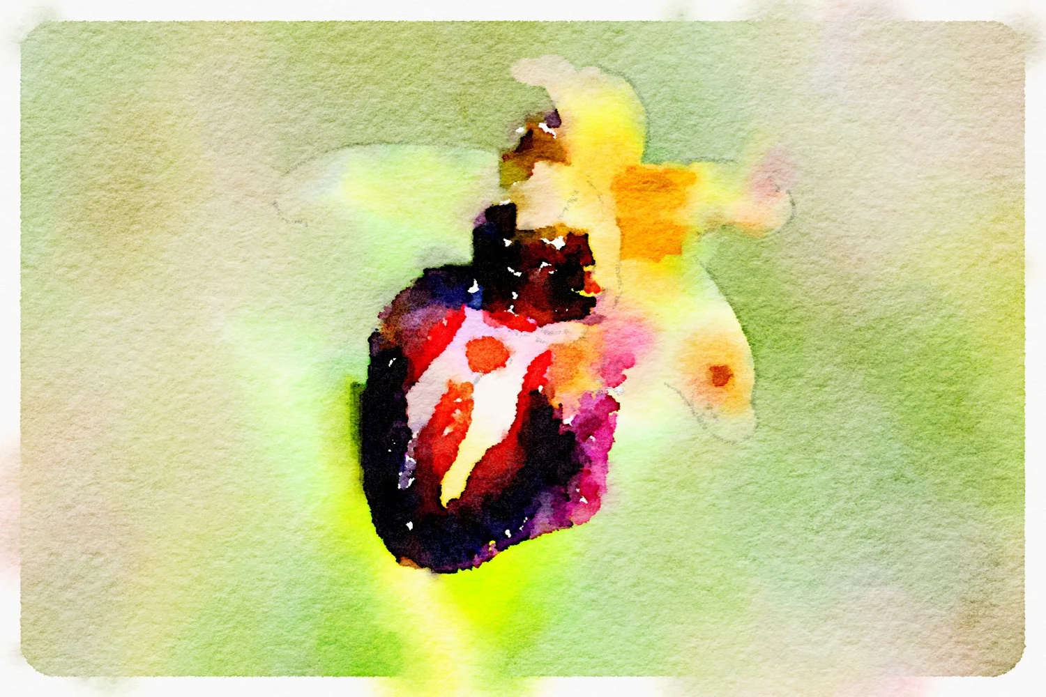 early spider orchid
