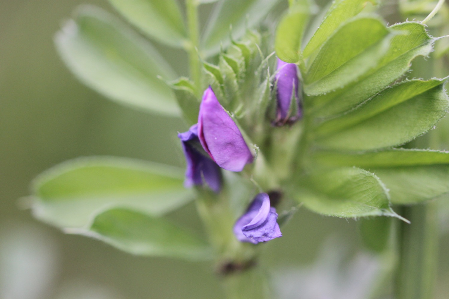 wildflowers 2.jpg