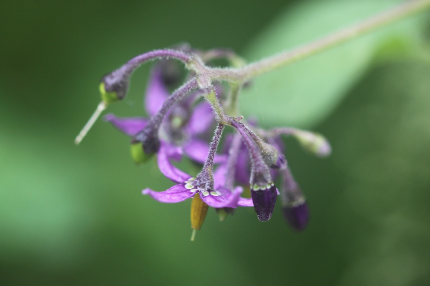 wildflowers 15.jpg