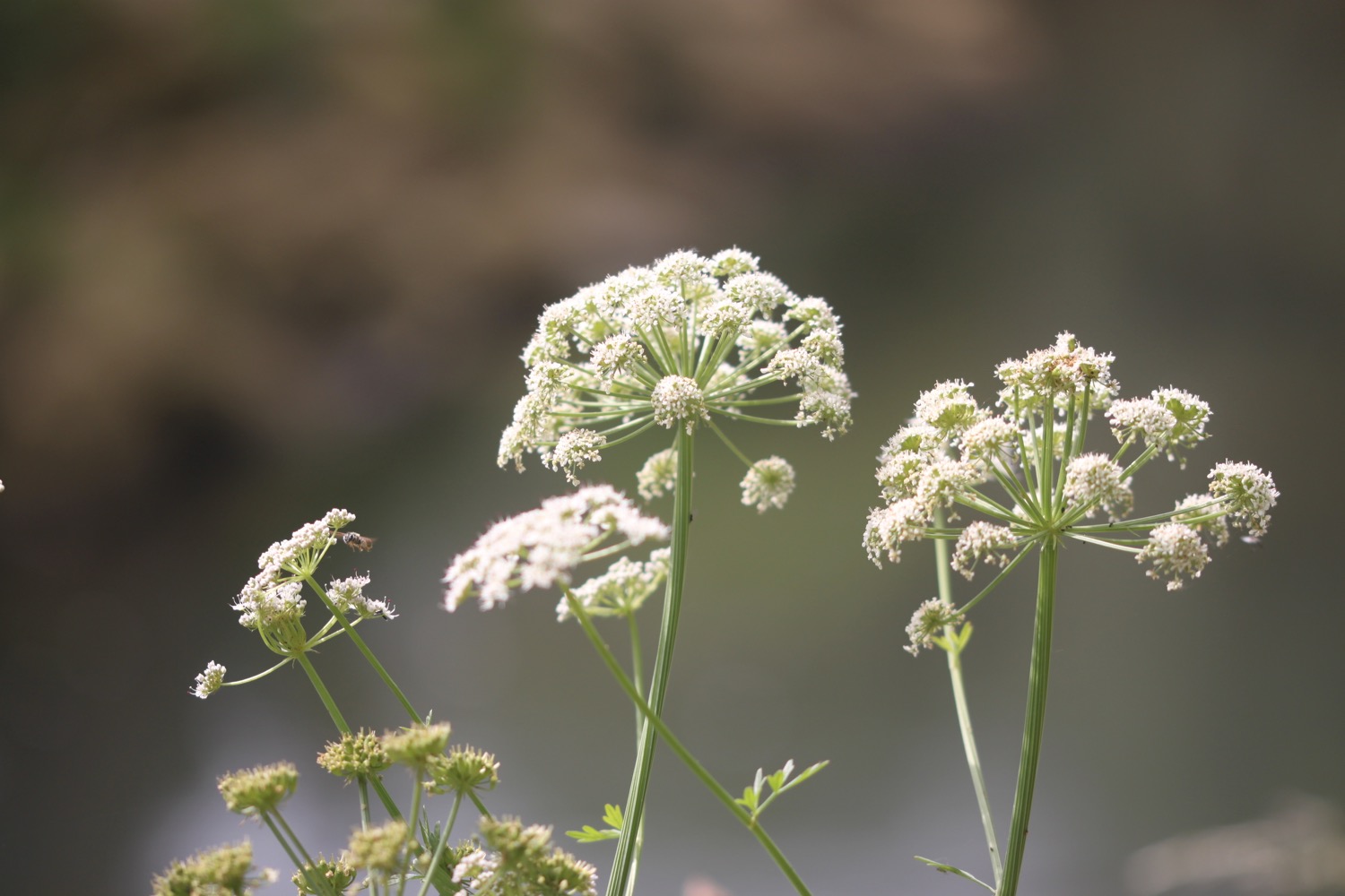 wildflowers 2.jpg