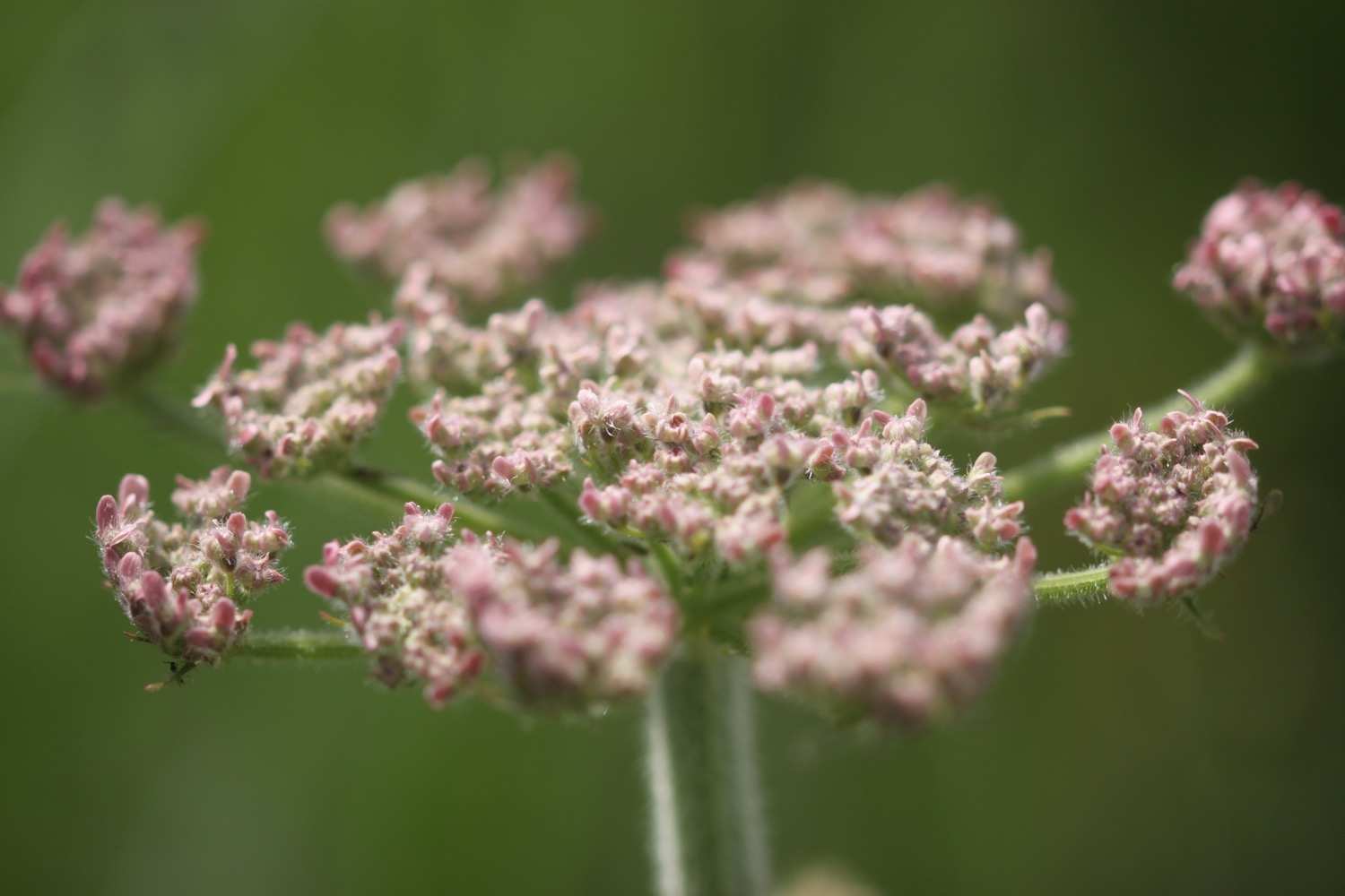 wildflowers 5.jpg