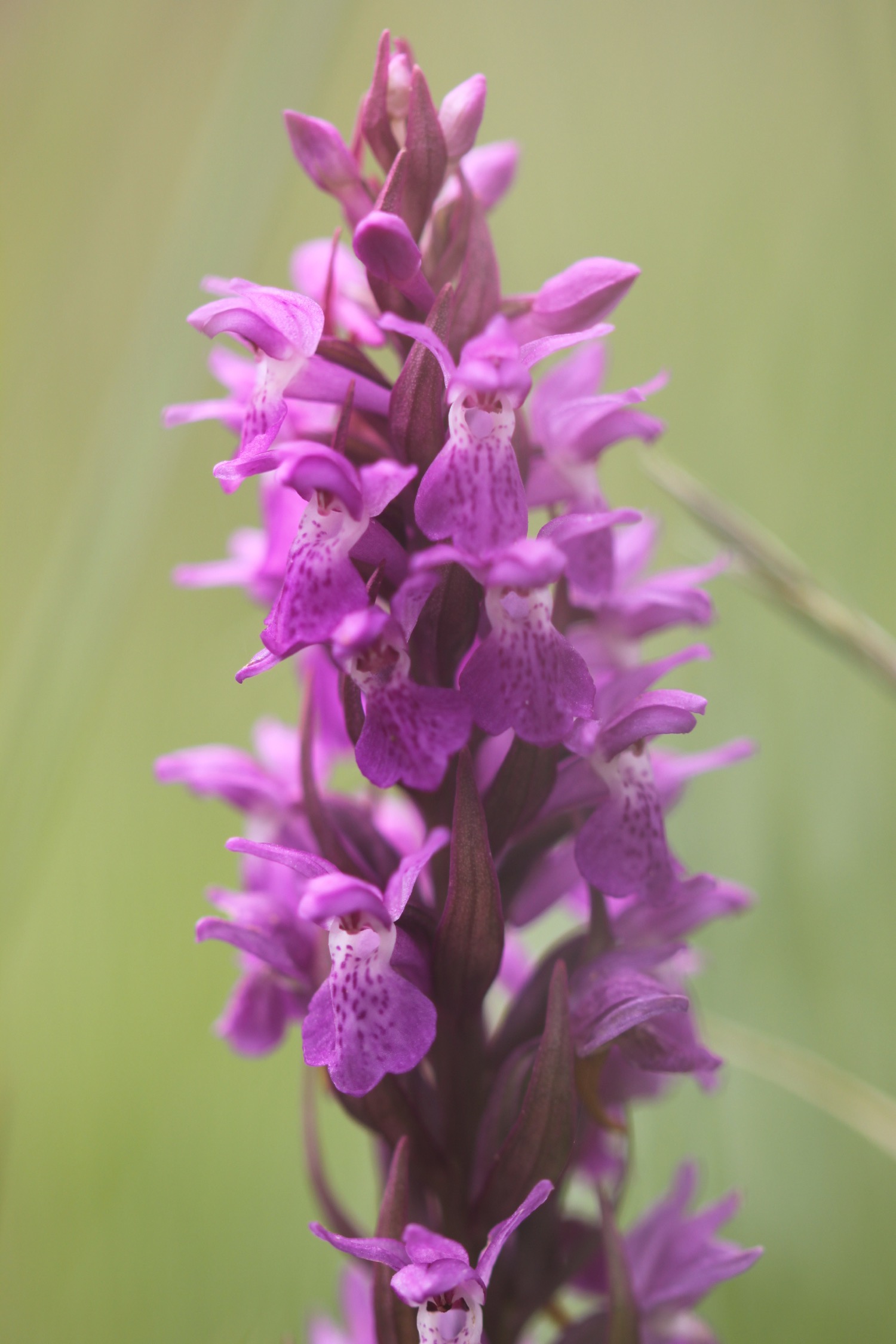 southern marsh orchid 1.jpg