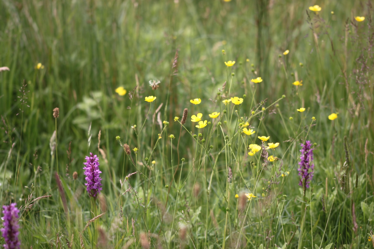 southern marsh orchid 7.jpg