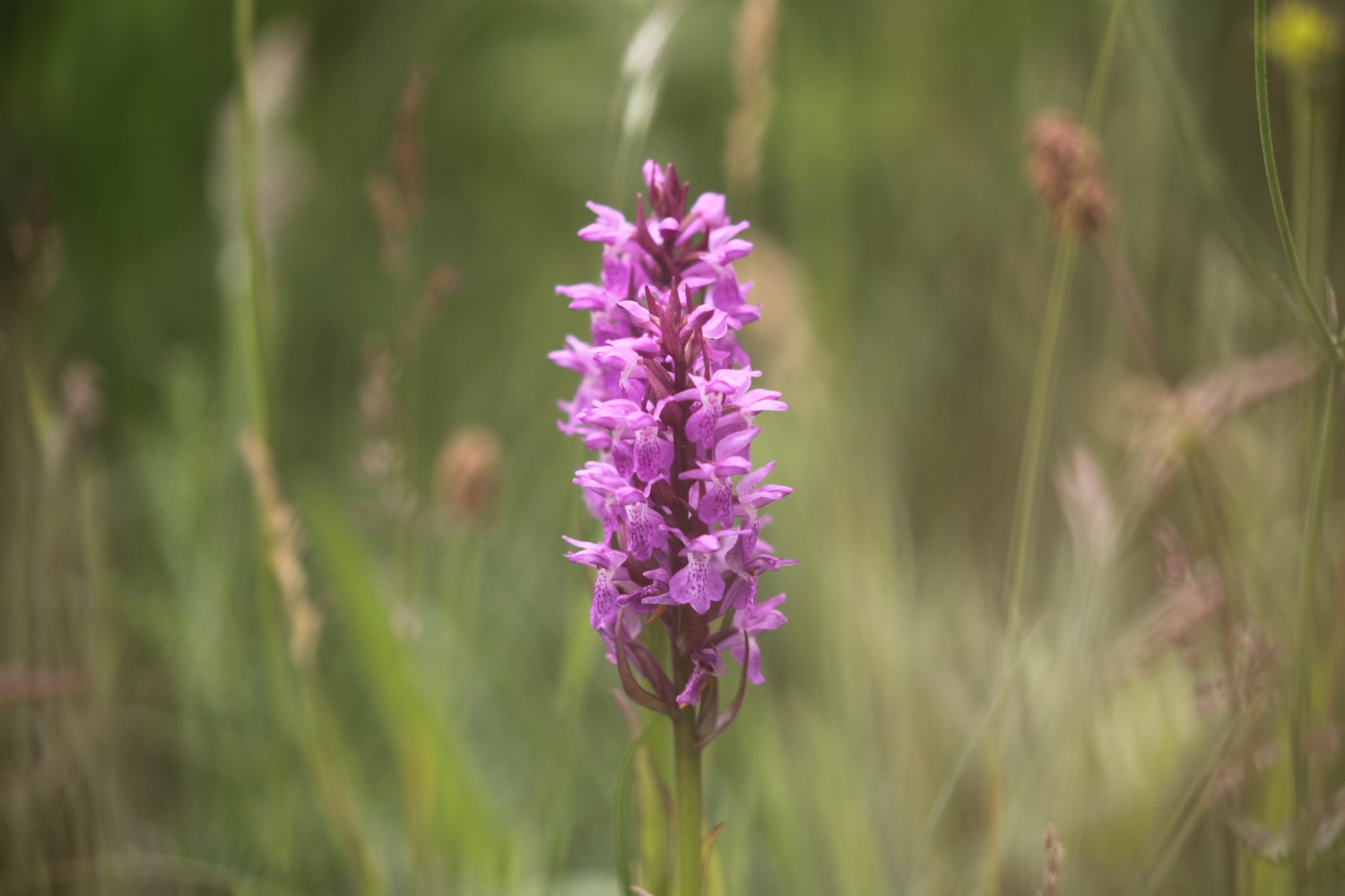 southern marsh orchid 8.jpg