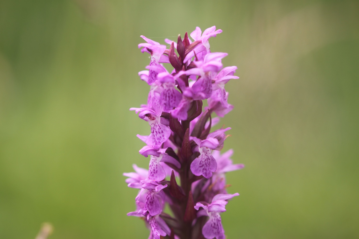 southern marsh orchid 9.jpg