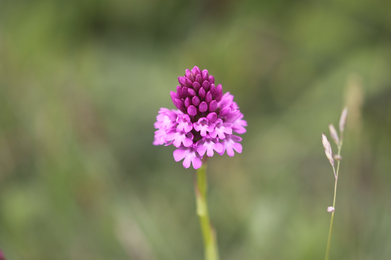 pyramidal orchid 3.jpg