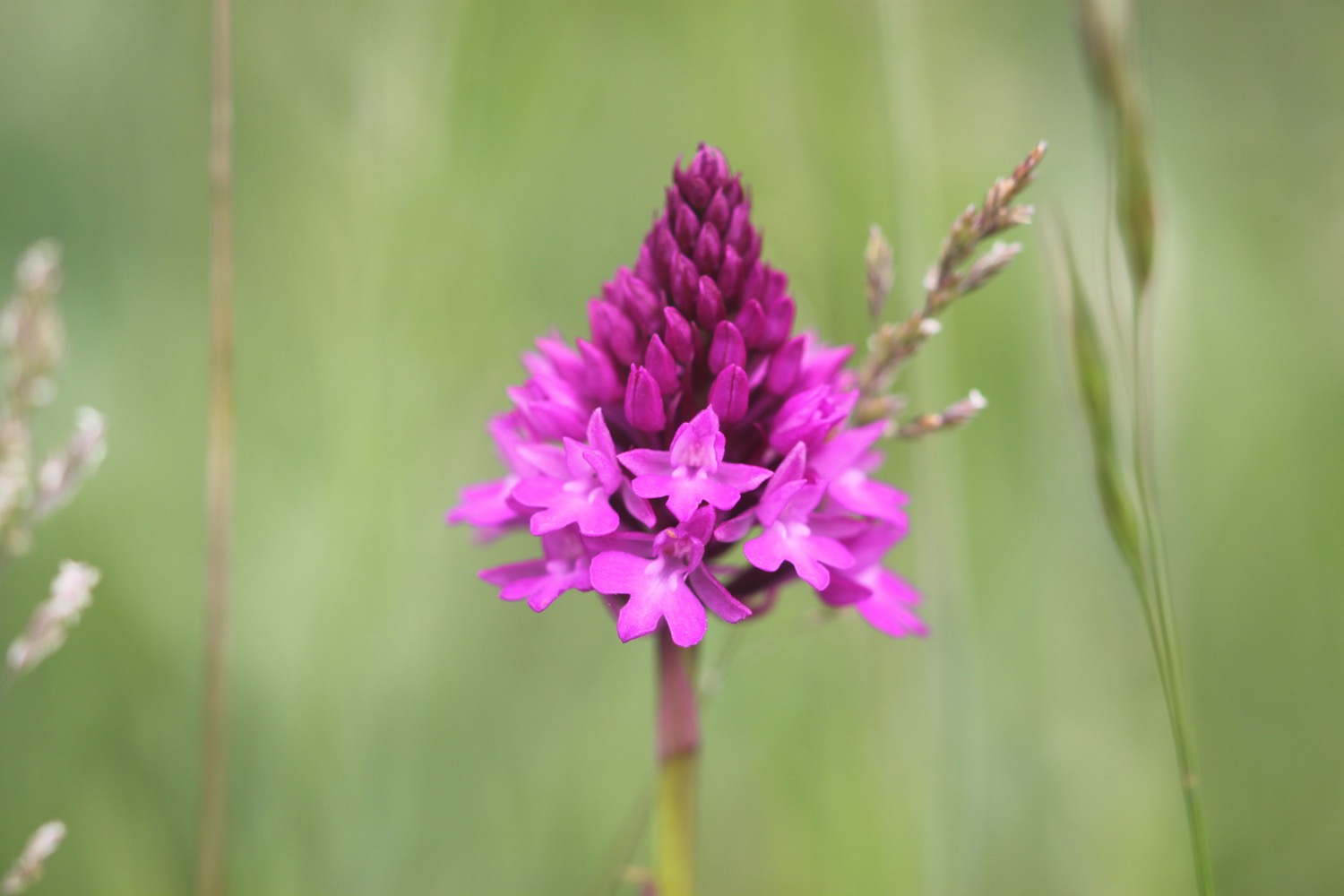 pyramidal orchid 5.jpg