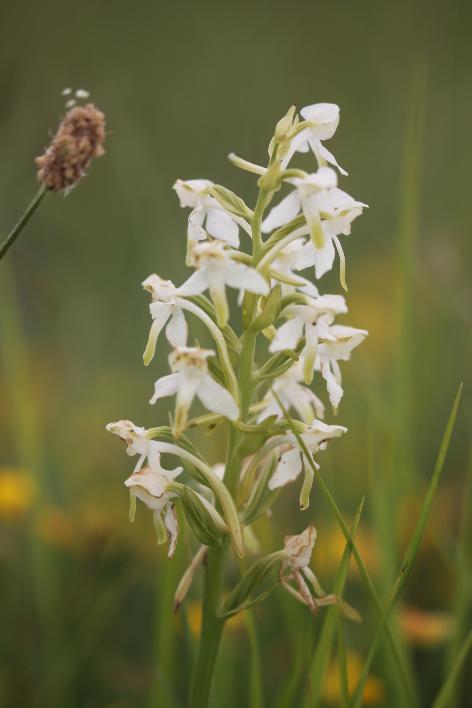 greater butterfly orchid 2.jpg