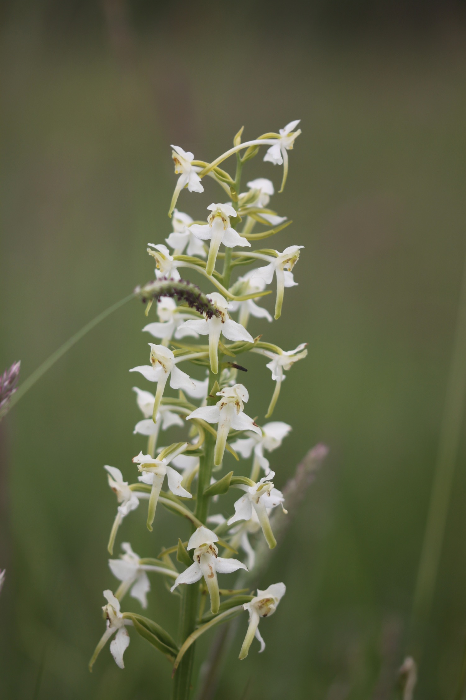 greater butterfly orchid 4.jpg