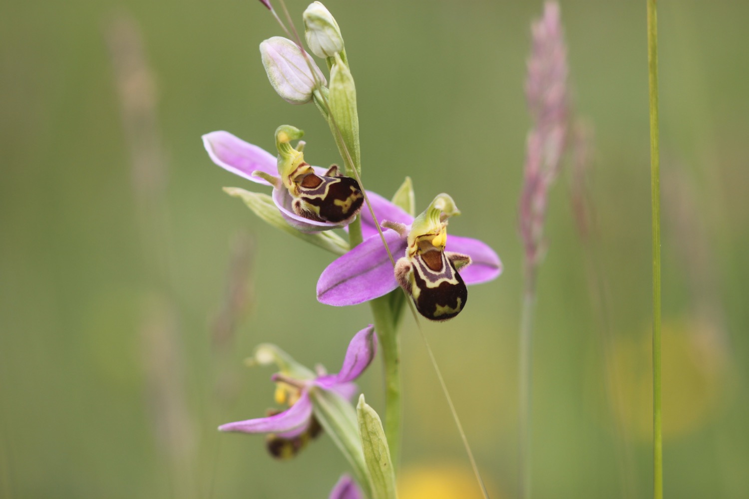 bee orchid 4.jpg