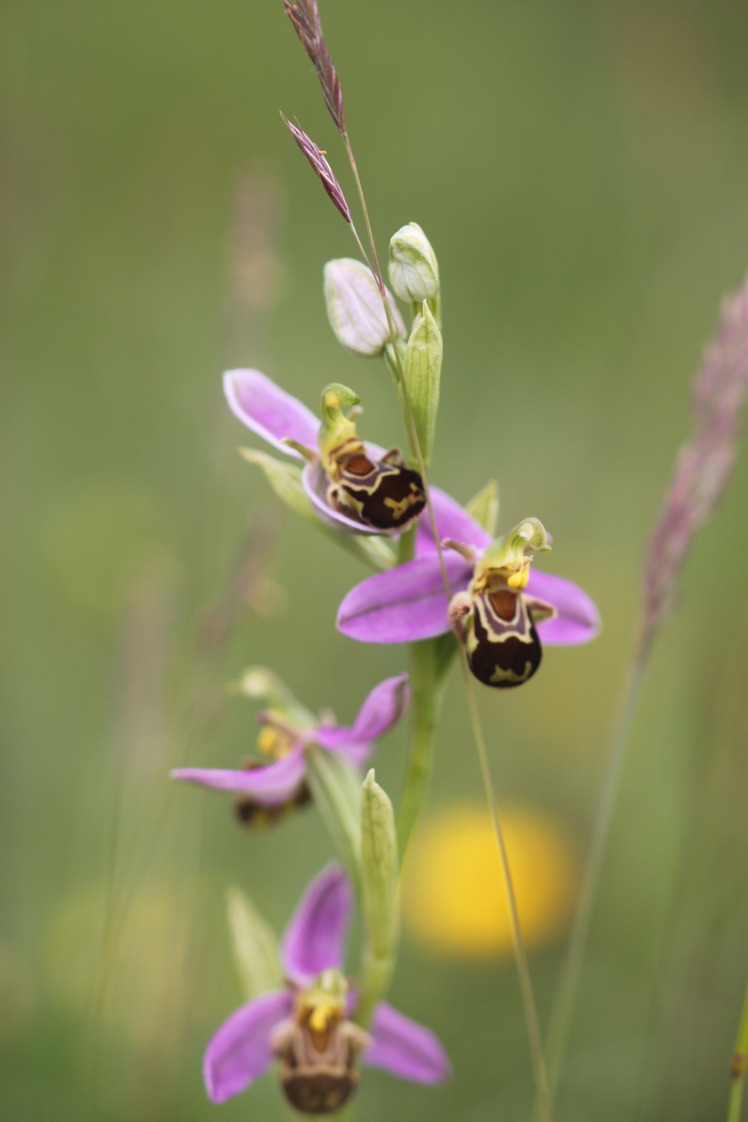 bee orchid 3.jpg