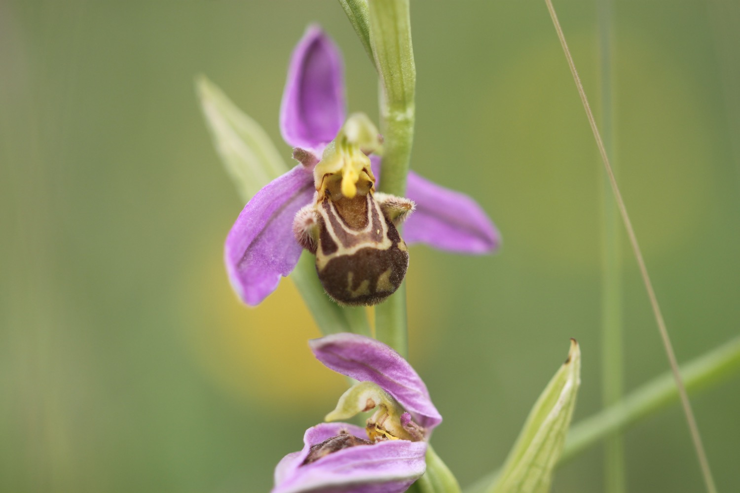 bee orchid 5.jpg