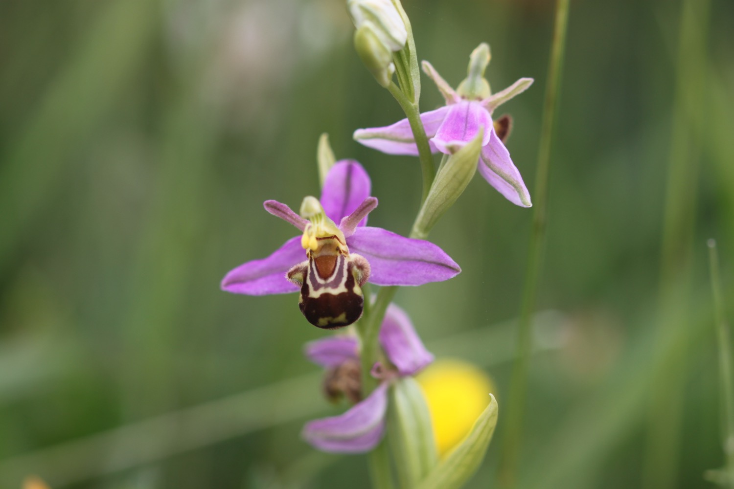 bee orchid 6.jpg