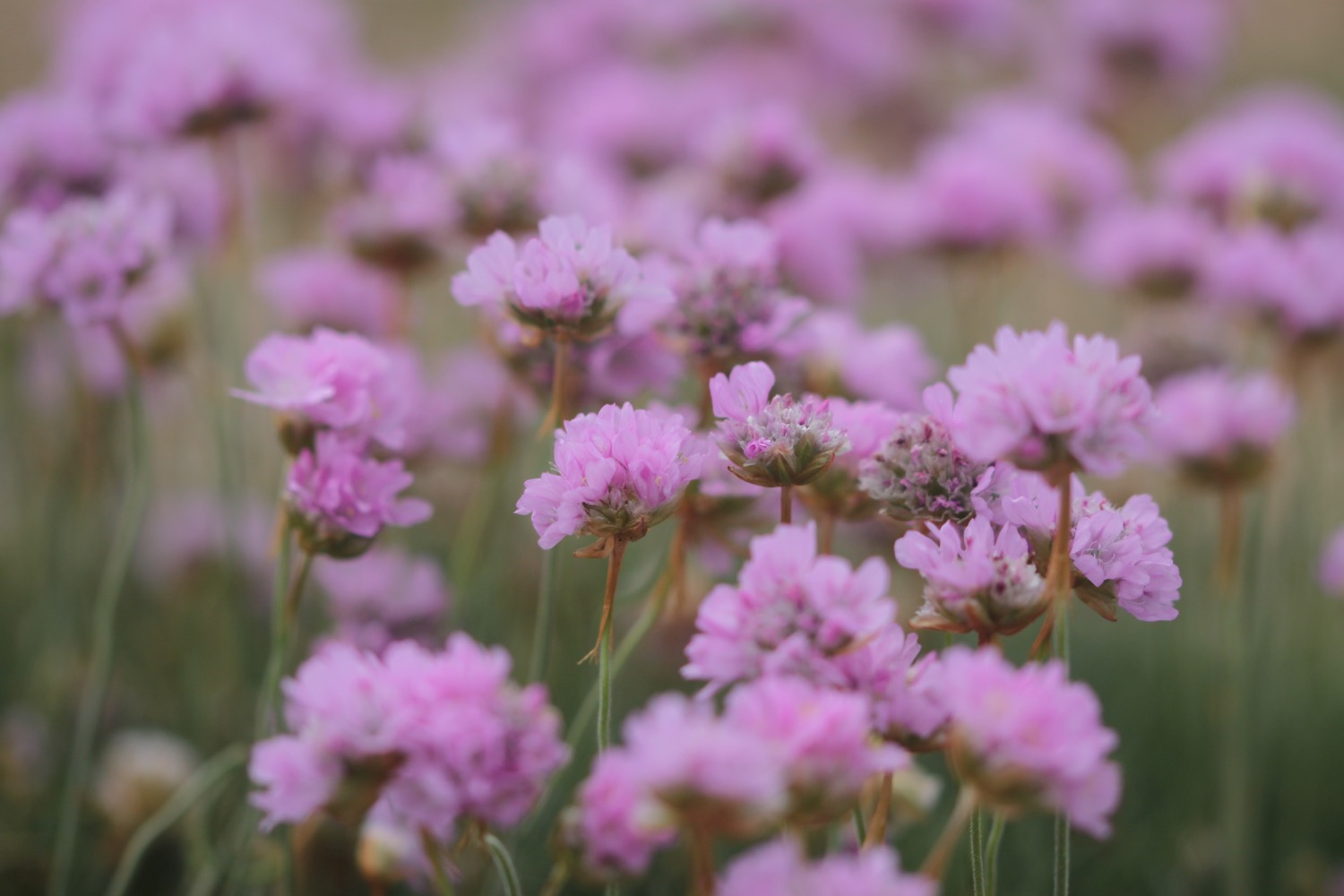 sea plants 1.jpg