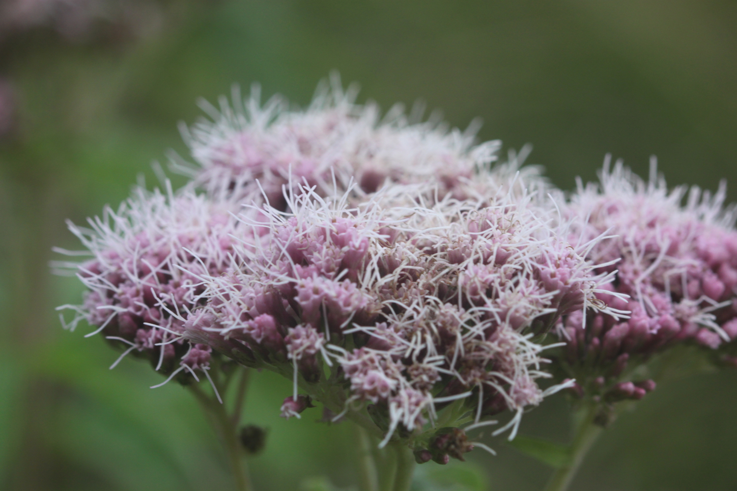 wildflowers 4.jpg