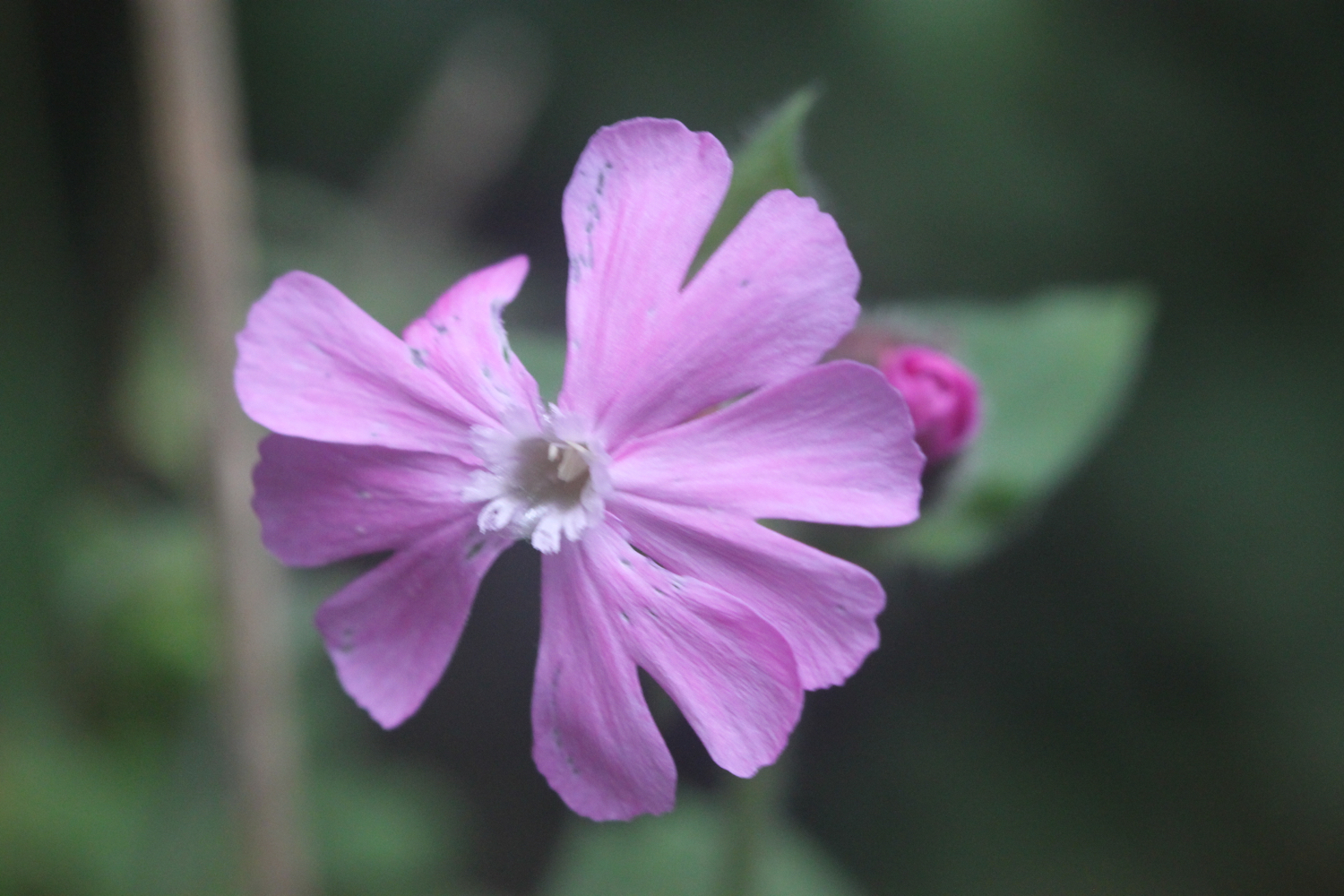 wildflowers 5.jpg