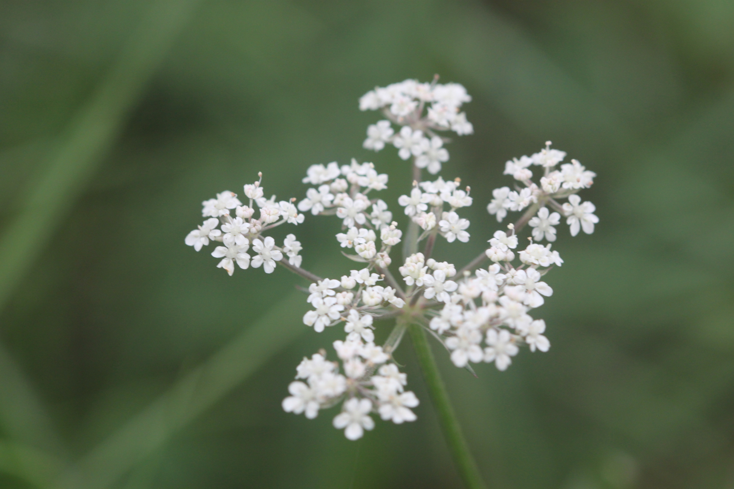 wildflowers 7.jpg