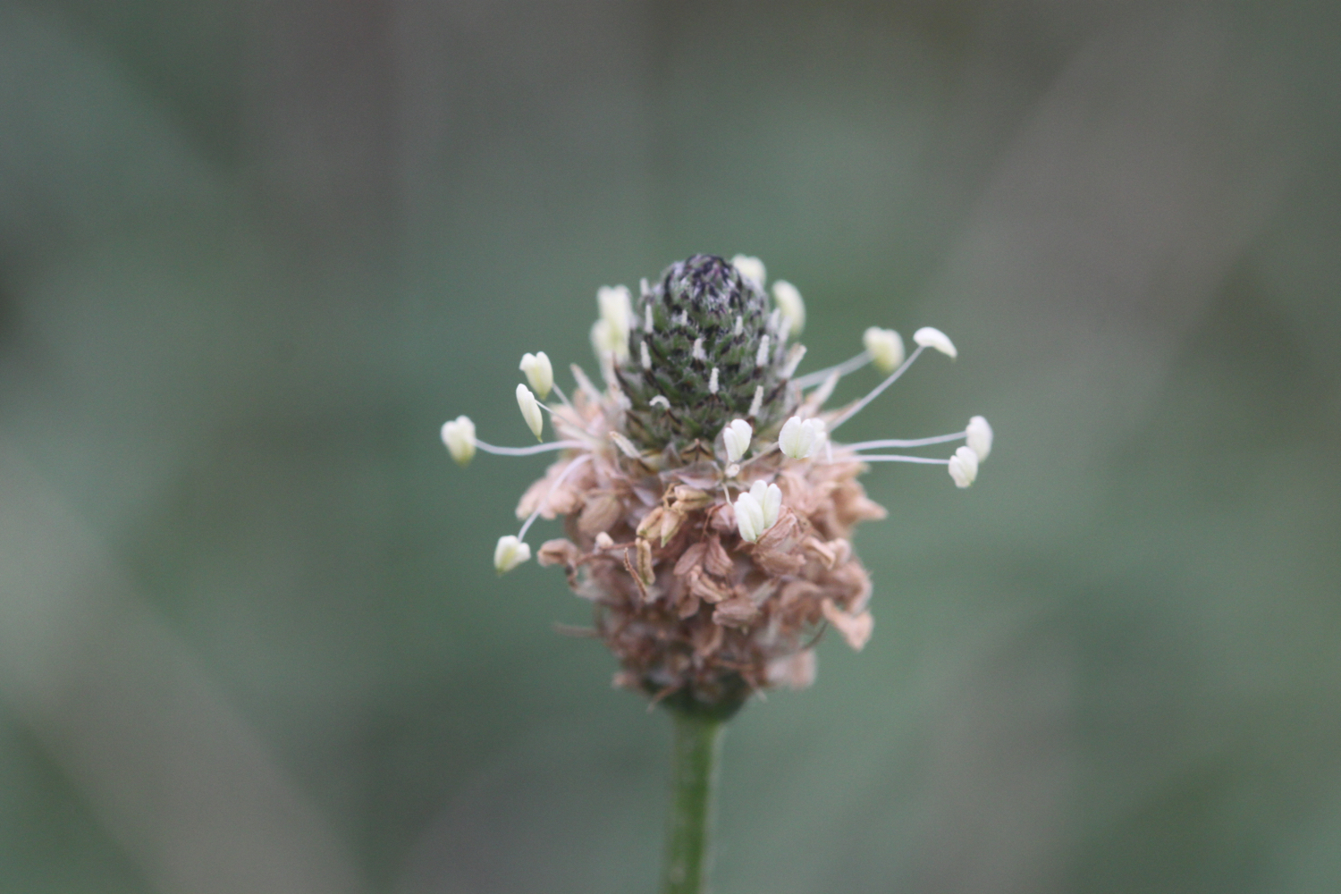 wildflowers 8.jpg