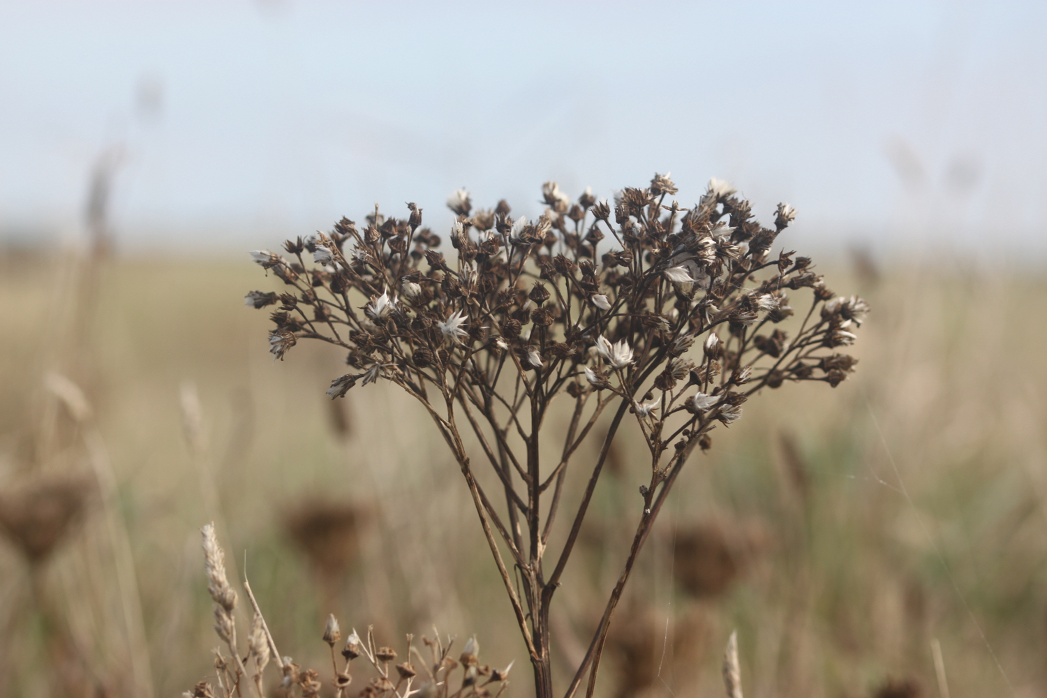 wildflowers 9.jpg