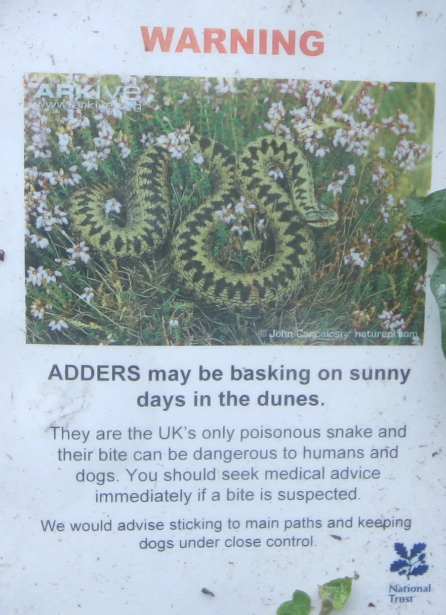 adders