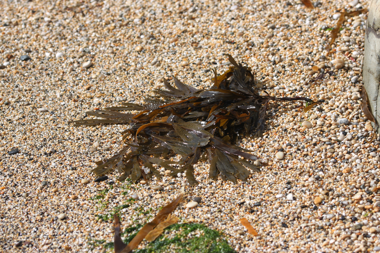 porthleven sands 9.jpg