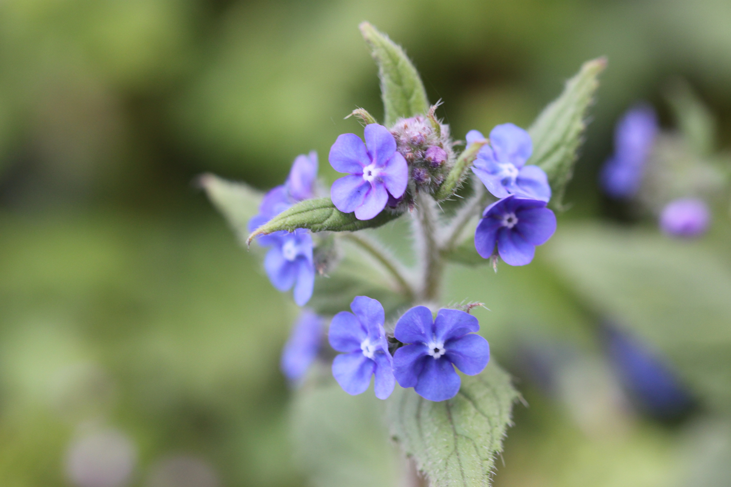 wildflowers 2.jpg