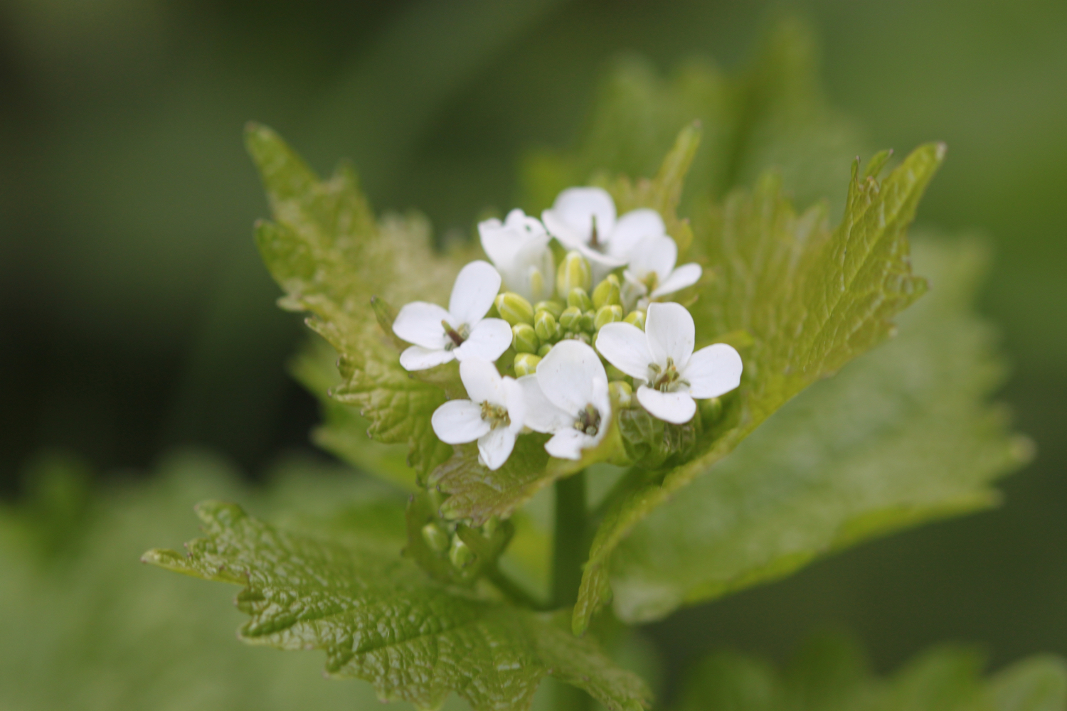 wildflowers 5.jpg