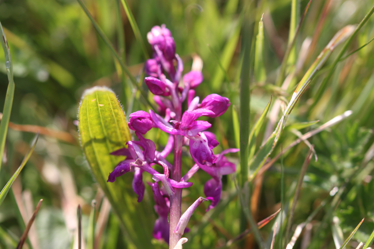 early purple orchids 1.jpg