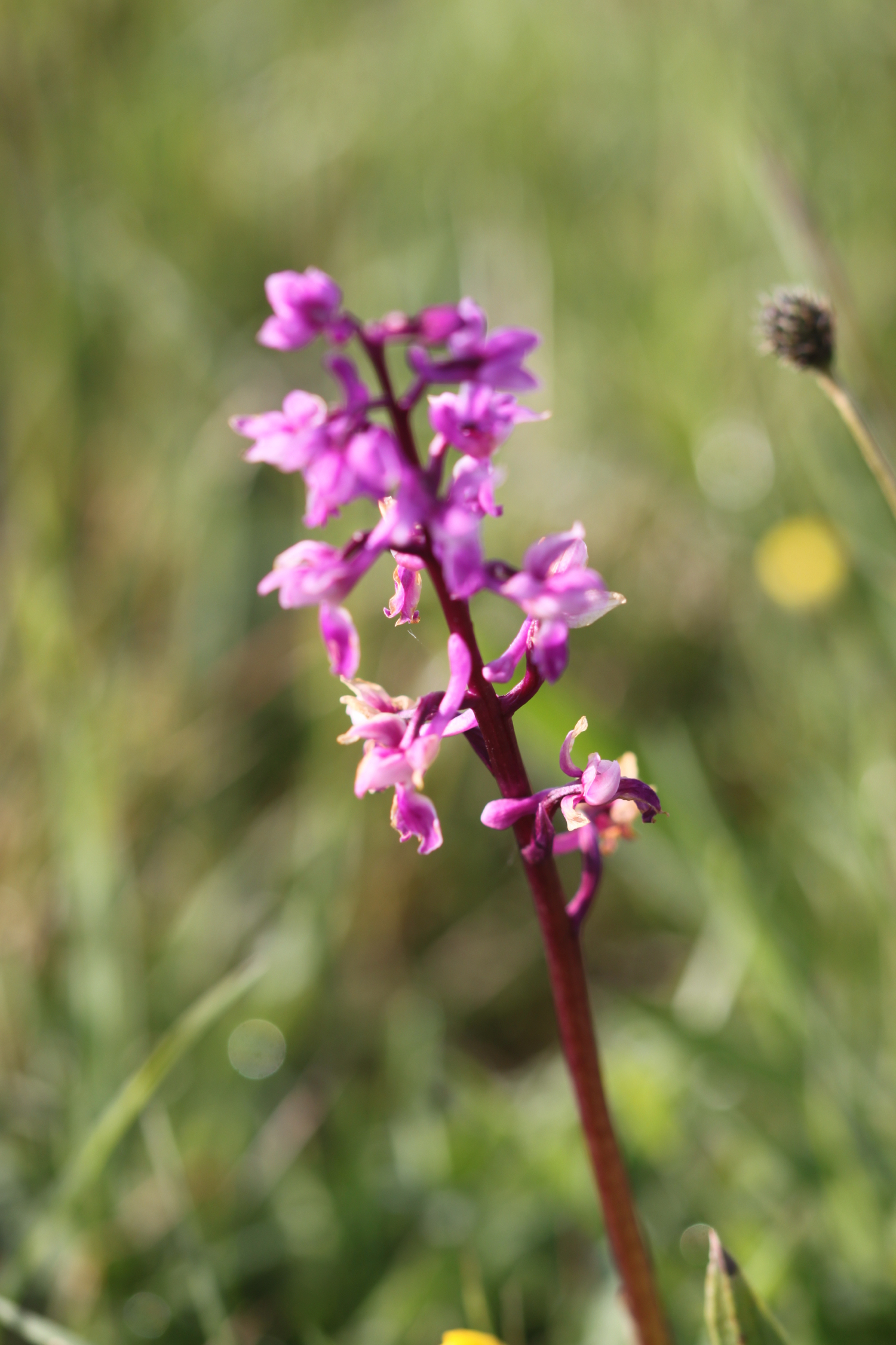 early purple orchids 3.jpg