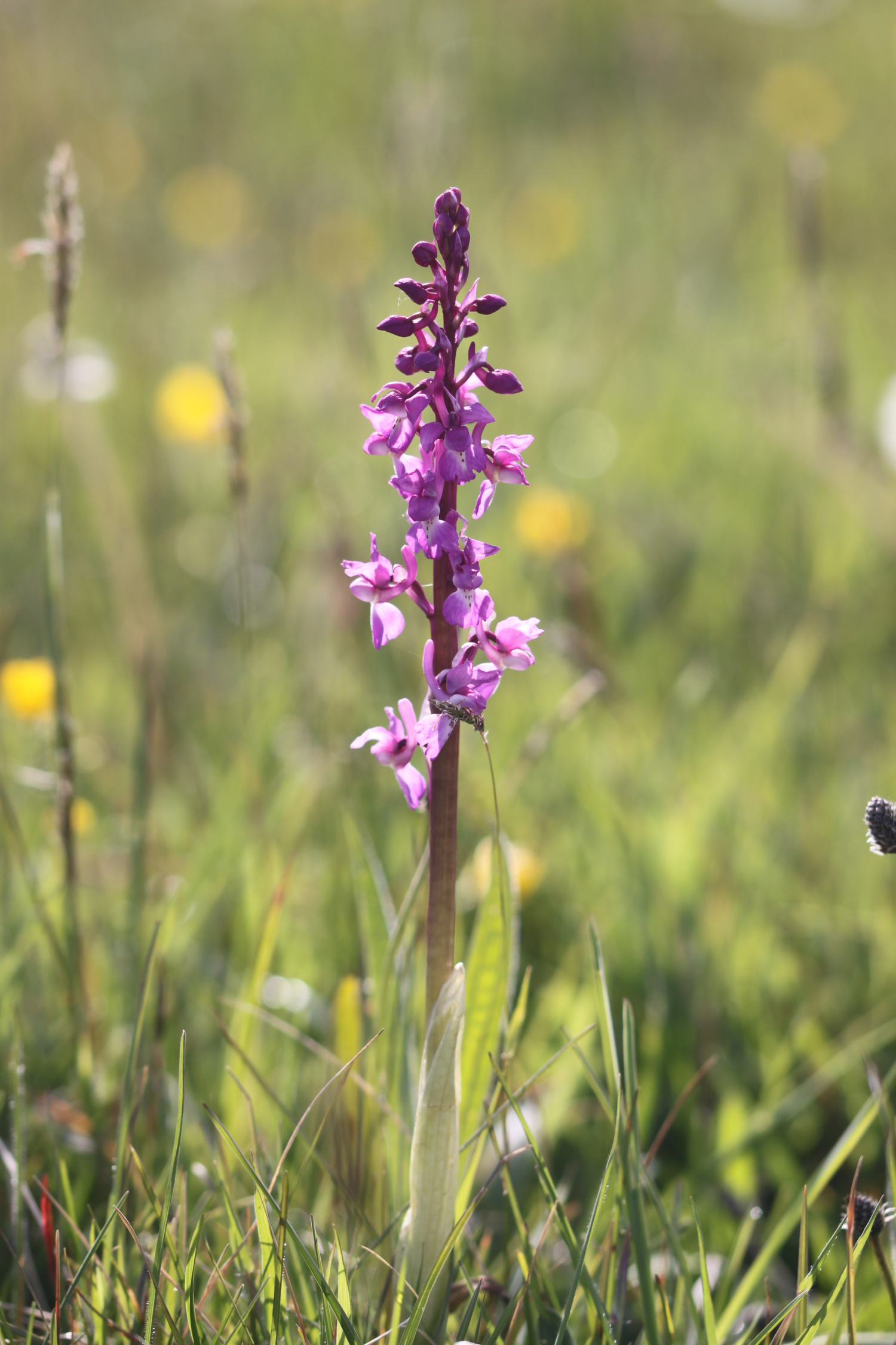 early purple orchids 4.jpg