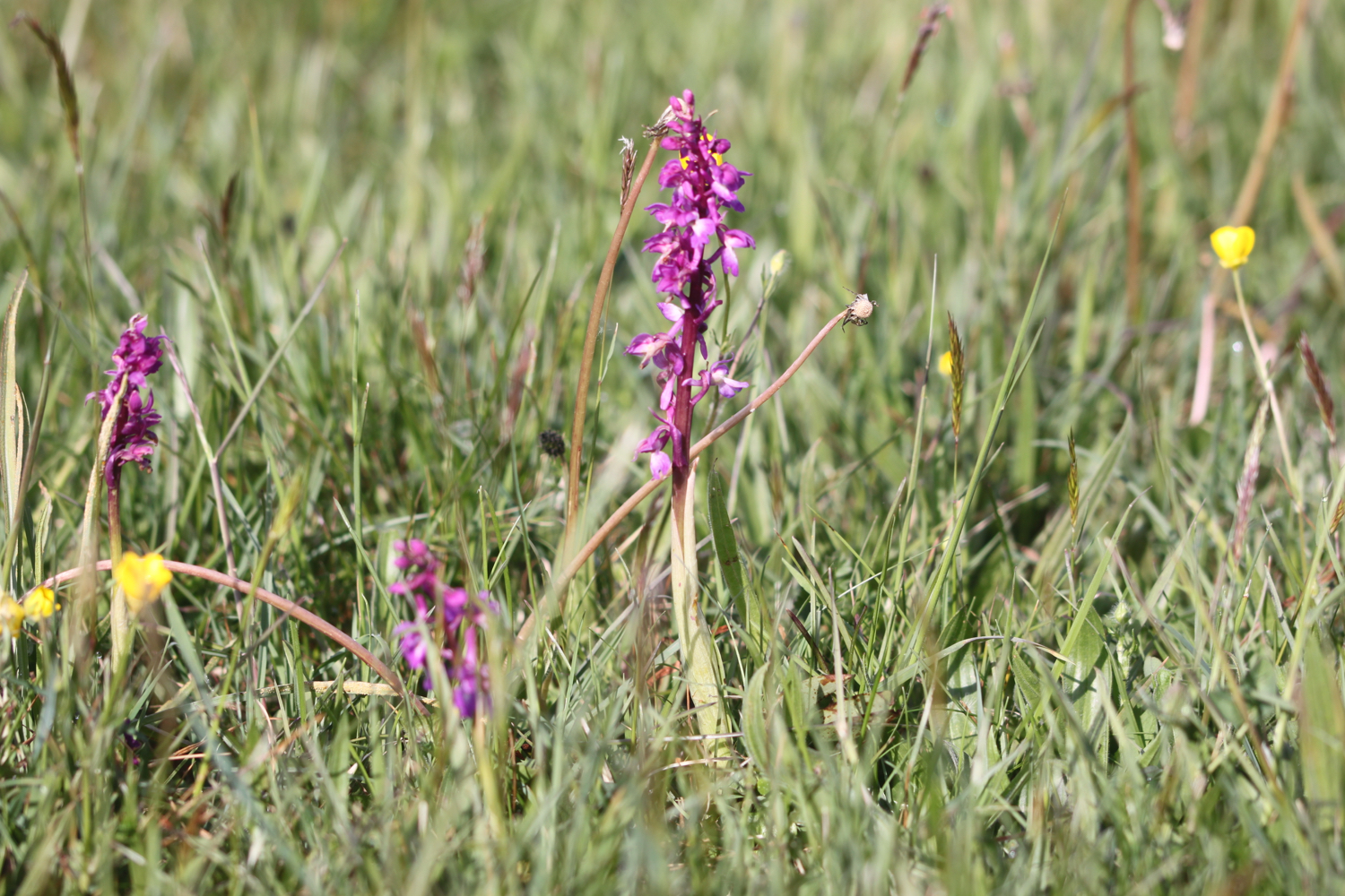 early purple orchids 5.jpg