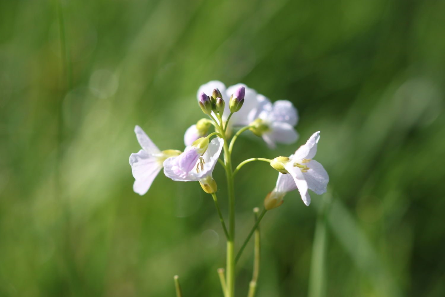 wildflowers 1.jpg