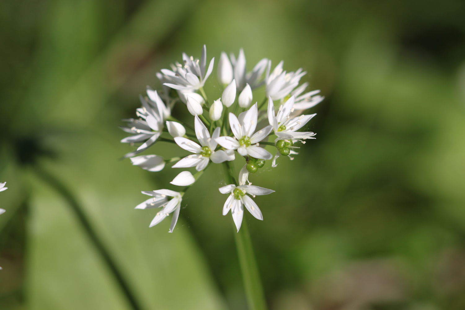 wildflowers 6.jpg