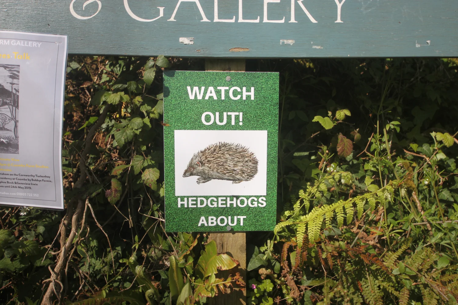 hedgehogs.jpg