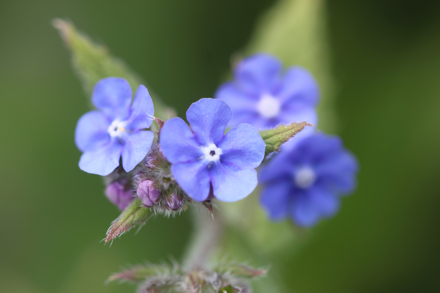 wildflowers 10.jpg