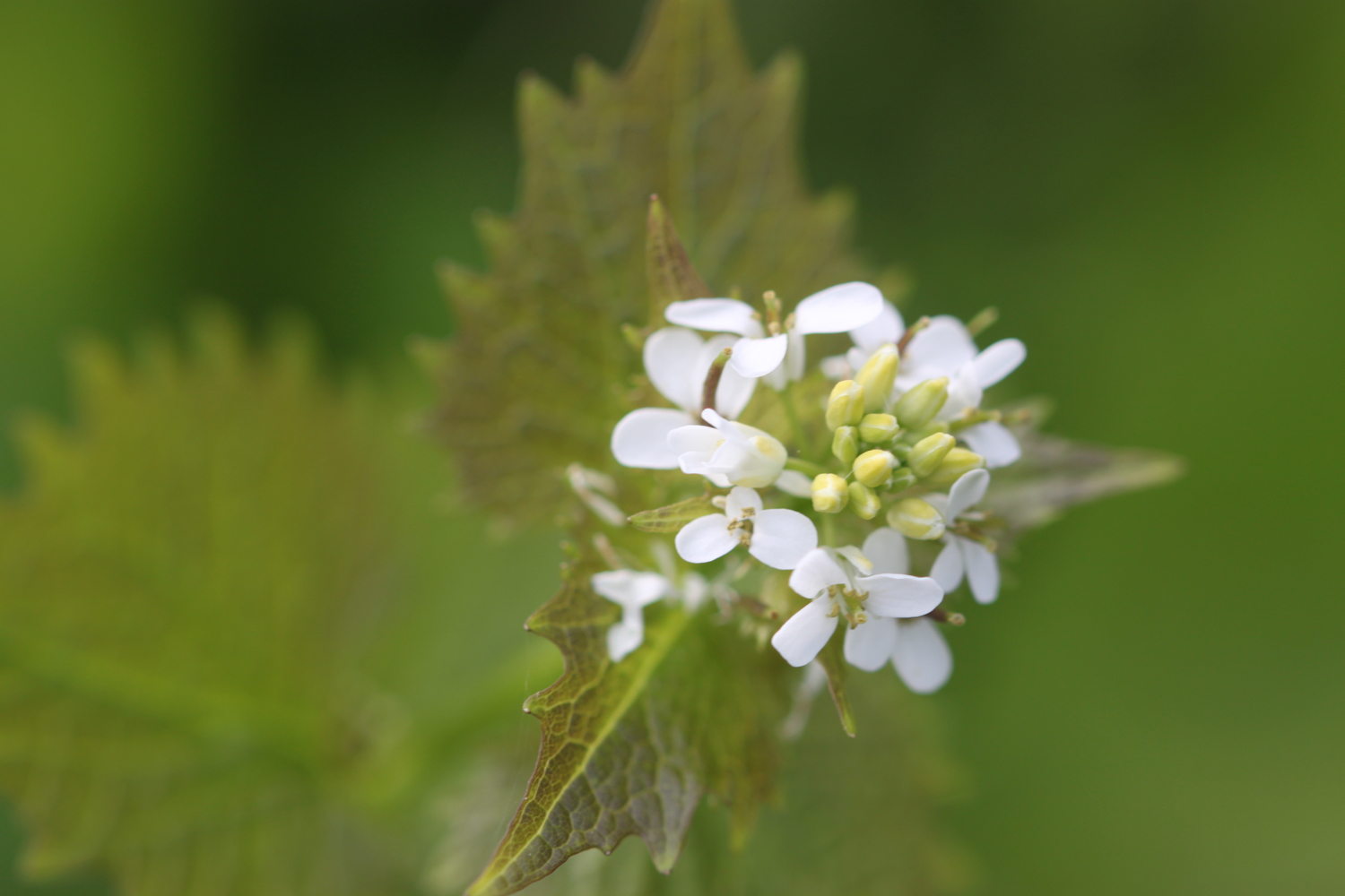 wildflowers 12.jpg