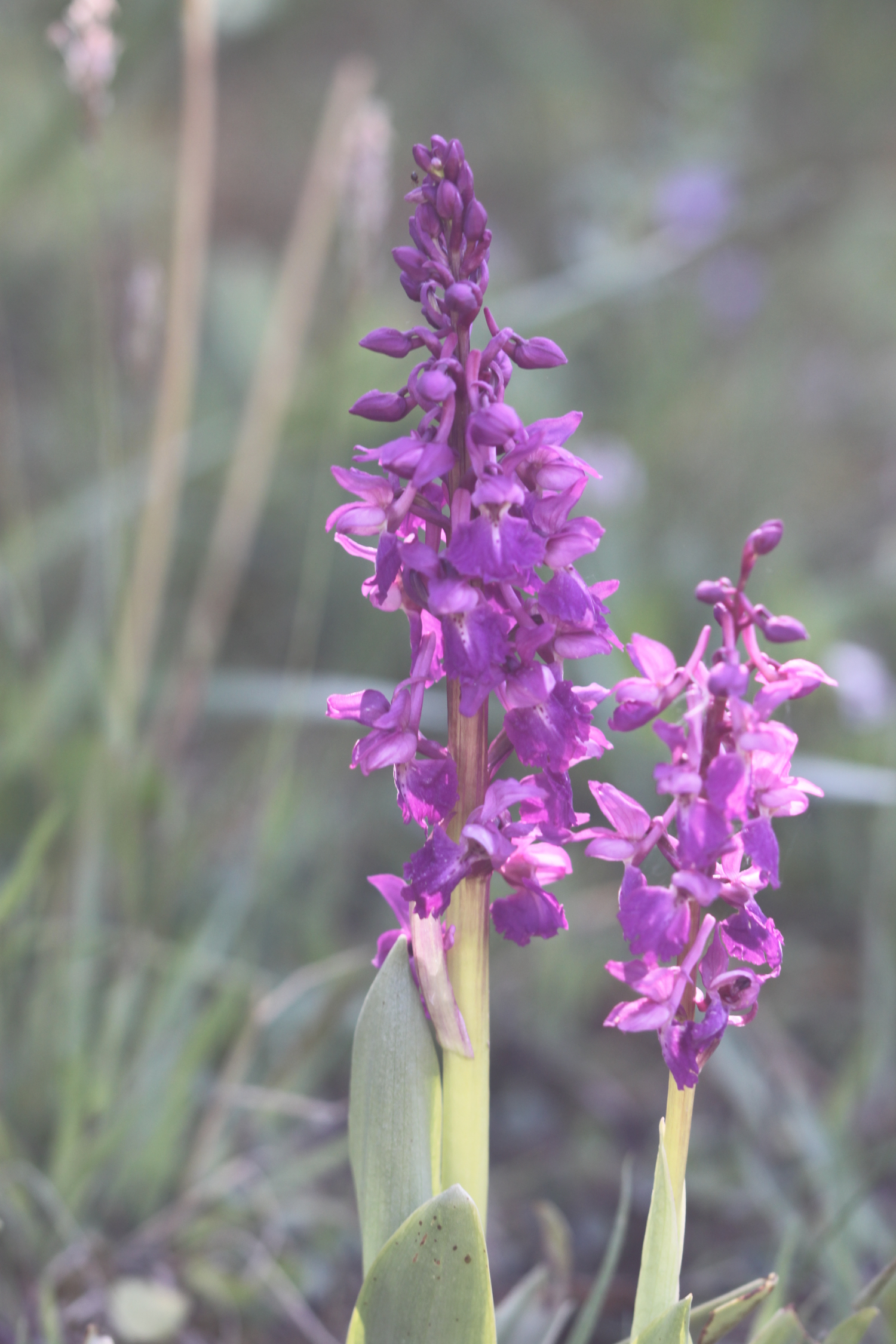 early purple orchids 2.jpg