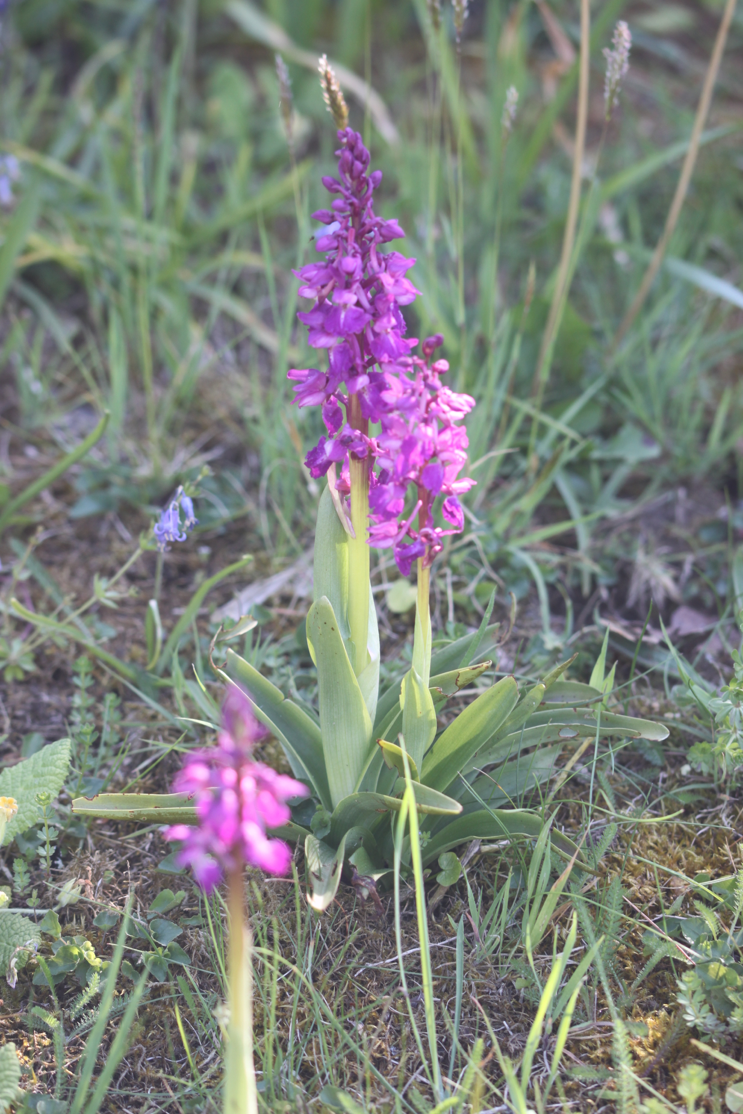 early purple orchids 4.jpg